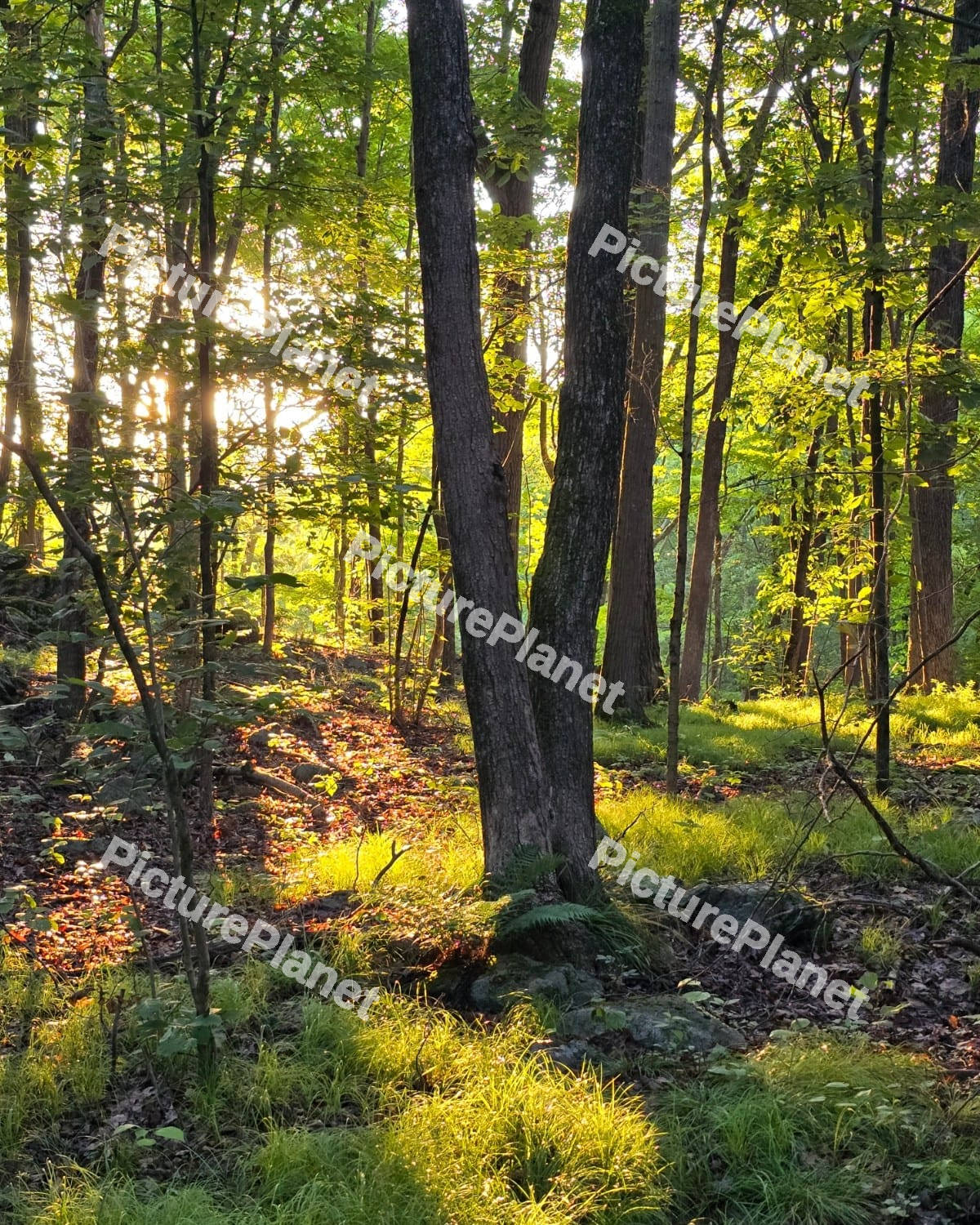 Beautiful autumn forest scenery